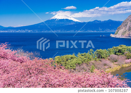 (Shizuoka Prefecture) Nishi-Izu Ida with Kawazu cherry blossoms in bloom, Mt. Fuji across the sea 107808287