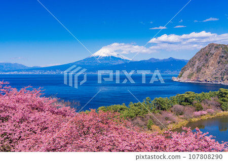 （靜岡縣）河津櫻花盛開的西伊豆井田，隔海相望的富士山 107808290