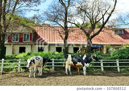 服部農場的荷斯坦牛 服部農場的荷斯坦牛 107808512