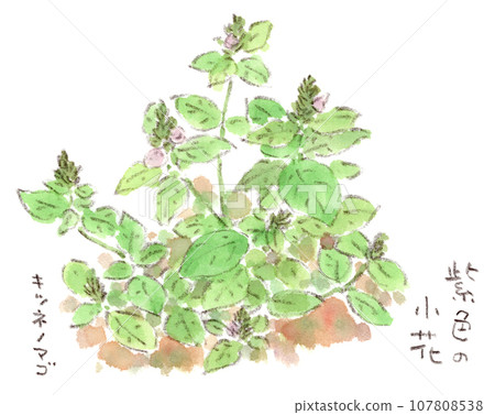 A watercolor illustration of autumn flowers, a cute foxtail with flower spikes shaped like a fox's tail. 107808538
