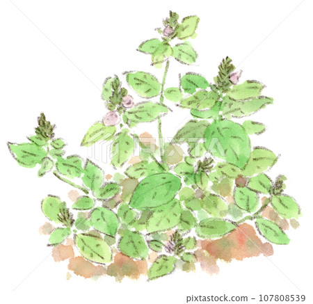 A watercolor illustration of autumn flowers, a cute foxtail with flower spikes shaped like a fox's tail. 107808539