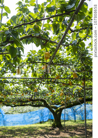 秋天的梨園,有很多梨 秋天的梨園,有很多梨 107808658