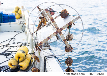 三陸精心飼養的美味扇貝 107808681