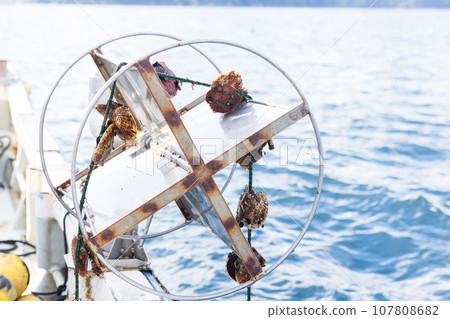 三陸精心飼養的美味扇貝 107808682
