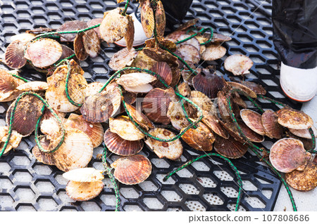 Delicious scallops raised with care in Sanriku 107808686