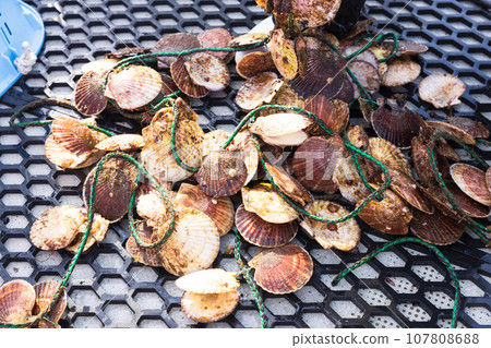 Delicious scallops raised with care in Sanriku Delicious scallops raised with care in Sanriku 107808688