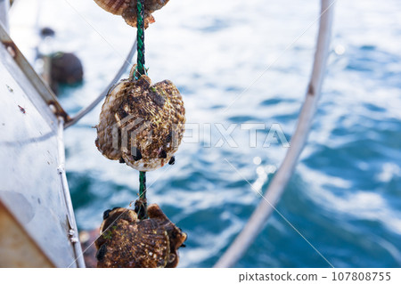 Delicious scallops raised with care in Sanriku Delicious scallops raised with care in Sanriku 107808755