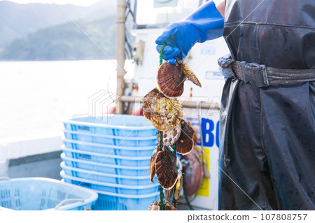 Delicious scallops raised with care in Sanriku 107808757