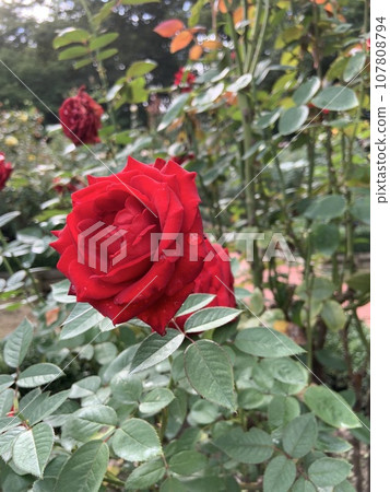 A red rose 107808794