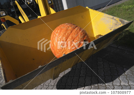 Halloween pumpkins being carried by a shovel 107808977