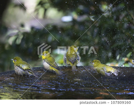 沐浴白眼 沐浴白眼 107809160