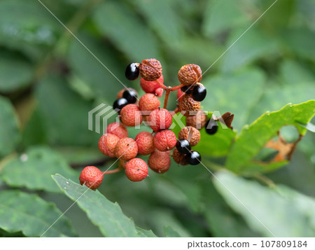 三正果 三正果 107809184