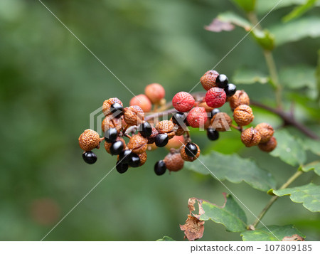 Sansho fruit 107809185