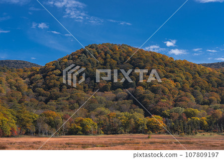 Oze National Park scenery 107809197