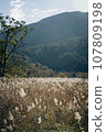 Oze National Park scenery 107809198