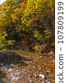 Oze National Park scenery 107809199