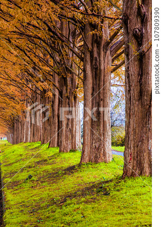 [Shiga Prefecture, Makino Town, Metasequoia] Approximately 500 Metasequoia trees line the 2.4km Orange Road November 107809390