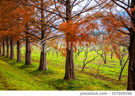 [Shiga Prefecture, Makino Town, Metasequoia] Approximately 500 Metasequoia trees line the 2.4km Orange Road November 107809396