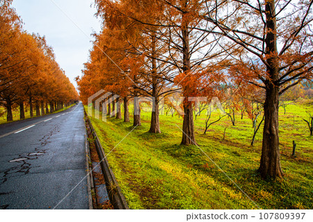 [Shiga Prefecture, Makino Town, Metasequoia] Approximately 500 Metasequoia trees line the 2.4km Orange Road November 107809397
