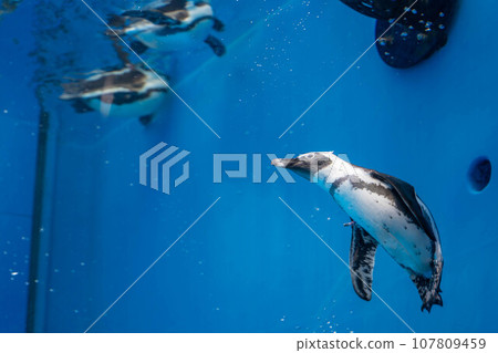 Cape penguin swimming Cape penguin swimming 107809459
