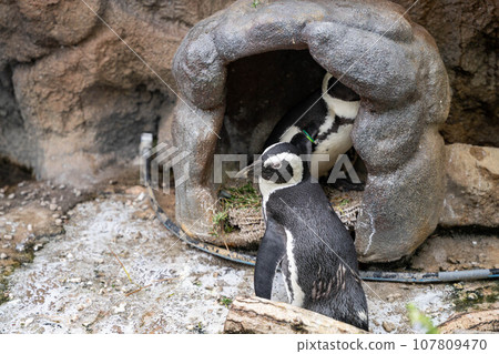 可愛的海角企鵝 107809470