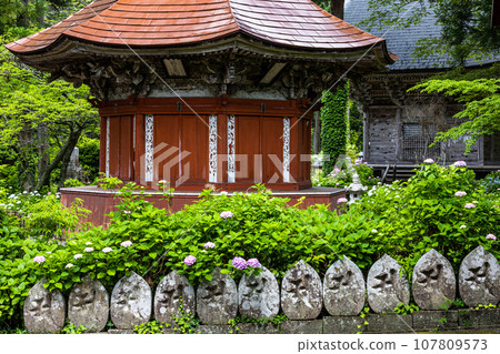 [新潟縣佐渡蓮華法寺]7000株繡球花盛開的繡球寺 107809573