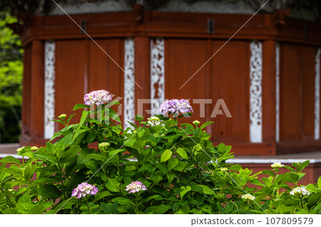 [新潟縣佐渡蓮華法寺]7000株繡球花盛開的繡球寺 107809579