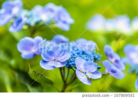 [新潟縣佐渡蓮華法寺]7000株繡球花盛開的繡球寺 107809581
