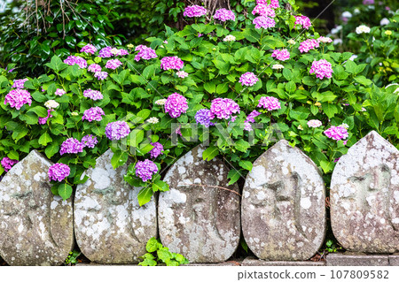 [新潟縣佐渡蓮華法寺]7000株繡球花盛開的繡球寺 107809582