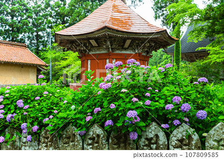 [新潟縣佐渡蓮華法寺]7000株繡球花盛開的繡球寺 107809585