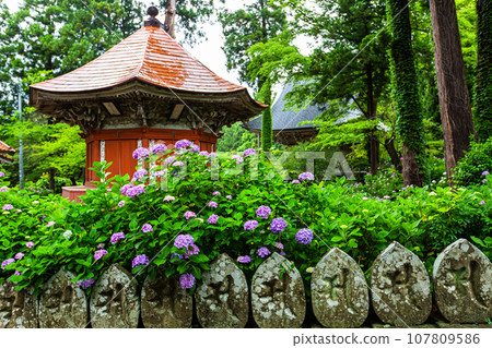 [Niigata Prefecture, Sado, Rengehoji Temple] Hydrangea Temple with 7,000 hydrangeas blooming June July 107809586
