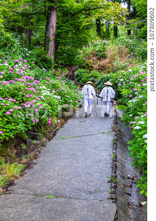 [新潟縣佐渡蓮華法寺]7000株繡球花盛開的繡球寺 107809602