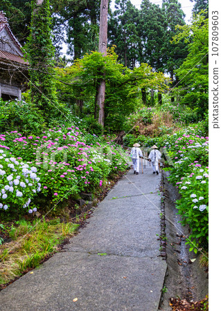 [新潟縣佐渡蓮華法寺]7000株繡球花盛開的繡球寺 107809603