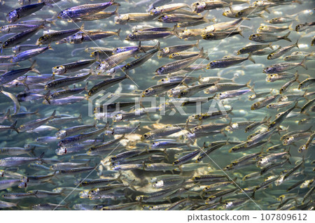 Shoal of sardines Shoal of sardines 107809612