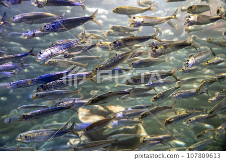 Shoal of sardines Shoal of sardines 107809613