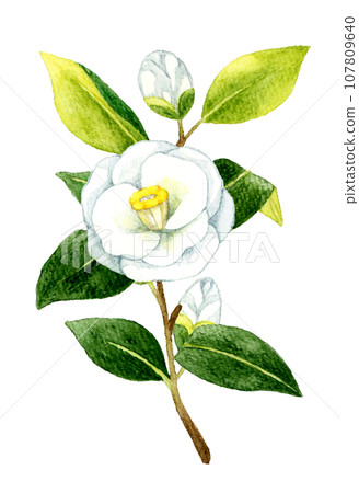 白色的山茶花,手繪水彩冬春花插畫素材 白色的山茶花,手繪水彩冬春花插畫素材 107809640