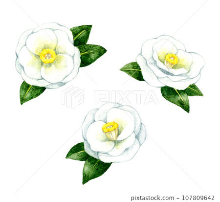 Set of white camellias - hand-drawn watercolor illustrations of winter and spring flowers Set of white camellias - hand-drawn watercolor illustrations of winter and spring flowers 107809642