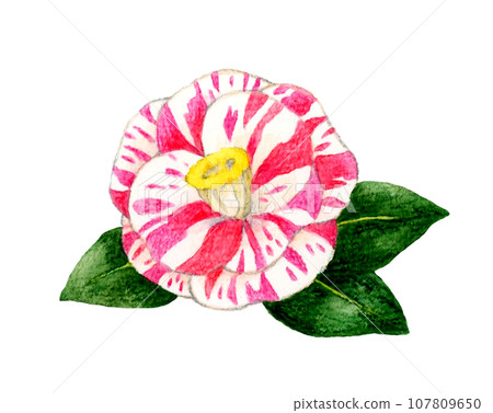 Camellia with red and white shibori pattern Hand-drawn watercolor illustration material of winter and spring flowers 107809650