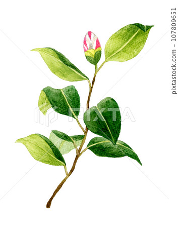 紅白枝紋茶花花蕾 冬春花手繪水彩插畫素材 107809651