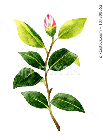 紅白枝紋茶花花蕾 冬春花手繪水彩插畫素材 紅白枝紋茶花花蕾 冬春花手繪水彩插畫素材 107809652