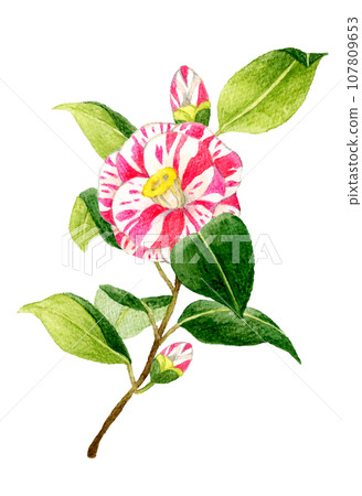 Camellia with red and white shibori pattern Hand-drawn watercolor illustration material of winter and spring flowers Camellia with red and white shibori pattern Hand-drawn watercolor illustration material of winter and spring flowers 107809653