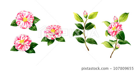 一組帶有紅色和白色 shibori 圖案的山茶花。手繪水彩插圖的冬季和春季花朵。 107809655