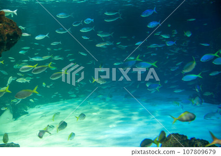 一群尷尬 一群尷尬 107809679