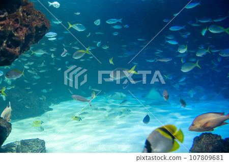 成群的黑白蝴蝶和假尾蝴蝶魚 107809681