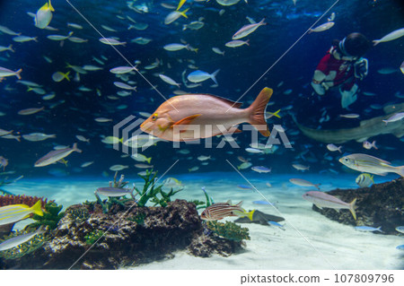 紅鯛魚和日本豪豬群 紅鯛魚和日本豪豬群 107809796