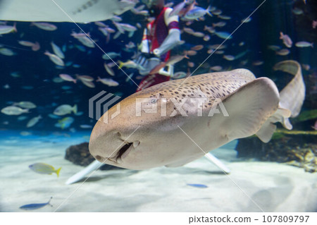 Trough shark 107809797