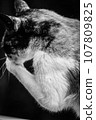 貓 107809825