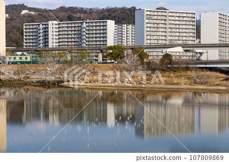 EOSR6. Otagawa River reflects everything in Hiroshima city. EOSR6. Otagawa River reflects everything in Hiroshima city. 107809869