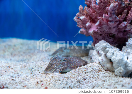 Sepia esculenta 107809916