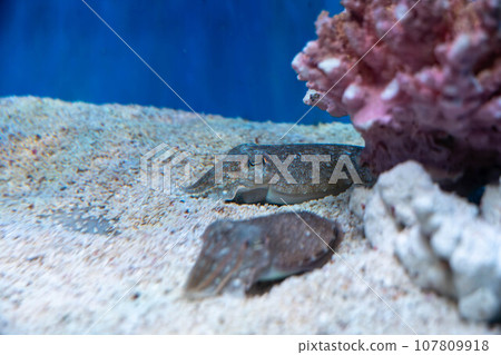 Sepia esculenta 107809918